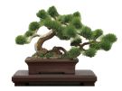 Platz 1/12 The Bonsai Plastic Model Kit - I -, PLZ38675, by PLATZ