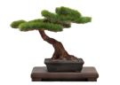 Platz 1/12 The Bonsai Plastic Model Kit - 2 -, PLZ39627, by PLATZ