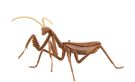 Fujimi LIVING THING ARC TENODERA ARIDIFOLIA (BROWN), FUJ70978, by FUJIMI