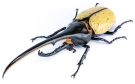 Fujimi Jiyuu Kenkyuu Series No.26 EX-2 Ikimono-hen Hercules Beetle Mr. Yo Morinaga Commentary and Manual Specifications, FUJ171463, by FUJIMI