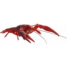 Fujimi CREATURE ARC PROCAMBARUS CLARKII (RED)  , FUJ70831, by FUJIMI