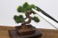 Platz 1/12 The Bonsai Plastic Model Kit 4 , PLZ41415,
