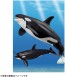 TAKARA TOMY Ania AL-08 Killer Whale Parent And Child (Floating in Water Ver.)  , TAK37634, by TAKARA TOMY