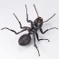 KAIYODO REVO GEO Camponotus japonicus (Black Carpenter Ant) (set of 2), KYD70095, by KAIYODO