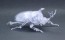 Fujimi Jiyuu Kenkyuu Series No.21 EX-1 Living Thing Rhinoceros Beetle Special Design (Clear)  , FUJ71043, by FUJIMI