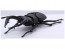 Fujimi Living Thing Arc Stag Beetle, FUJ70732, by FUJIMI