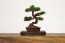Platz 1/12 The Bonsai Plastic Model Kit 4 , PLZ41415,