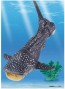 TAKARA TOMY ANIA AL-05 WHALE SHARK (FLOATING VER.)  , TAK37627, by TAKARA TOMY