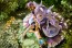 Good Smile Company 1/7 Princess Connect! Re: Dive Kyoka Figure, GSC45851, by GOOD SMILE COMPANY