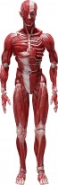 FREEing figma Human Anatomical Model, FRE10427, by FREEING