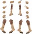 Aoshima KEMOPLA : No.KO-02RJW Arm & Leg Parts Set 01 [Japanese Wolf Color], AOS04412, by AOSHIMA