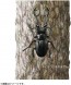 TAKARA TOMY Ania AS-40 Giraffa Sawtooth Stag Beetle, TAK10368, by TAKARA TOMY