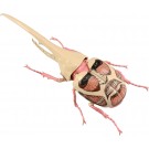Fujimi Jiyuu Kenkyuu Series No.262 Attack on Titan Edition Hercules Beetle Colossal Titan Specification, FUJ71708, by FUJIMI