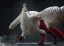 Good Smile Company POP UP PARADE Falin (Chimera) XL Size (Delicious in Dungeon), GSC98159, by GOOD SMILE COMPANY
