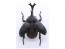 Fujimi Living Thing Arc Japanese Rhinoceros Beetle, FUJ70725, by FUJIMI