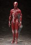 FREEing figma Human Anatomical Model, FRE10427, by FREEING