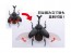 Fujimi Living Thing Arc Japanese Rhinoceros Beetle, FUJ70725, by FUJIMI