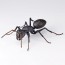 KAIYODO REVO GEO Camponotus japonicus (Black Carpenter Ant) (set of 2), KYD70095, by KAIYODO
