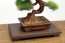 Platz 1/12 The Bonsai Plastic Model Kit 4 , PLZ41415,