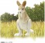 TAKARA TOMY Ania AC-05 Kangaroo (Child), TAK06149, by TAKARA TOMY