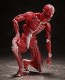 FREEing figma Human Anatomical Model, FRE10427, by FREEING