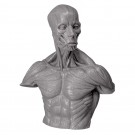 KAIYODO Soft Vinyl "Anatomy Bust"   , KYD00880, by KAIYODO