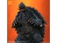 X Plus 1/700 Gamera (1999) Plastic Model Kit (Reissue), XPL25188, by X Plus