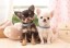 Epoch Jigsaw Puzzle: Black Dog and White Dog 300pcs , EPC51636, by Epoch
