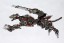 Kotobukiya 1/72 ZOIDS: EZ-035 LIGHTNING SAIX MARKING PLUS VER. , KBY23134, by KOTOBUKIYA