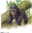 TAKARA TOMY Ania AC-03 Gorilla (Child), TAK06132, by TAKARA TOMY
