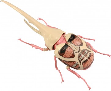 Fujimi Jiyuu Kenkyuu Series No.262 Attack on Titan Edition Hercules Beetle Colossal Titan Specification, FUJ71708, by FUJIMI