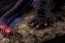 Good Smile Company Godzilla (Shin Japan Heroes Universe), GSC01279, by GOOD SMILE COMPANY
