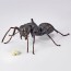 KAIYODO REVO GEO Camponotus japonicus (Black Carpenter Ant) (set of 2), KYD70095, by KAIYODO