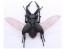 Fujimi Living Thing Arc Stag Beetle, FUJ70732, by FUJIMI