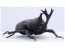 Fujimi Living Thing Arc Japanese Rhinoceros Beetle, FUJ70725, by FUJIMI