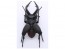 Fujimi Living Thing Arc Stag Beetle, FUJ70732, by FUJIMI