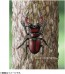 TAKARA TOMY Ania AS-43 Sawtooth Stag Beetle, TAK08548, by TAKARA TOMY