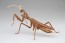 Fujimi LIVING THING ARC TENODERA ARIDIFOLIA (BROWN)  , FUJ70978, by FUJIMI