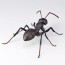 KAIYODO REVO GEO Camponotus japonicus (Black Carpenter Ant) (set of 2), KYD70095, by KAIYODO