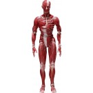 FREEing figma Human Anatomical Model, FRE10427, by FREEING