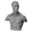 KAIYODO Soft Vinyl "Anatomy Bust"   , KYD00880, by KAIYODO