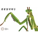 Fujimi LIVING THING ARC TENODERA ARIDIFOLIA  , FUJ70824, by FUJIMI